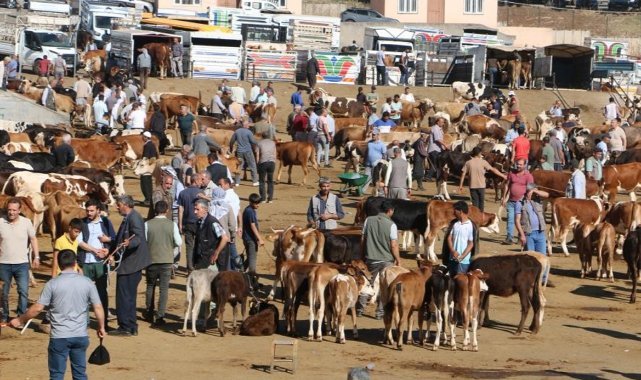 ABD'de boğa seyircilerin arasına daldı: 4 yaralı