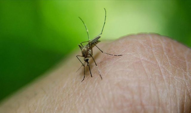 ABD’de sivrisineğe bağlı Dang humması vakaları hızla artıyor