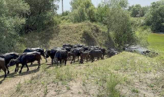 Afrika değil Tokat: Tokat’ta Afrika belgesellerini andıran görüntüler