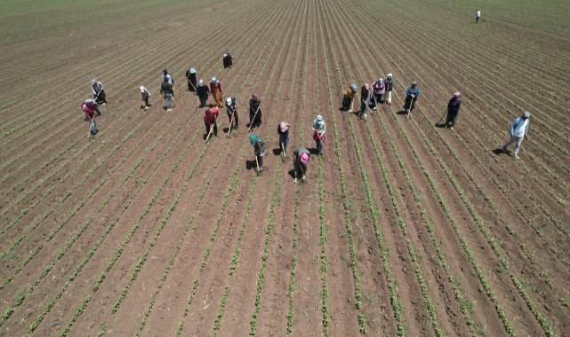 Amik Ovası'nda pamuğun ipliğe yolculuğunda zorlu çapa mesaisi