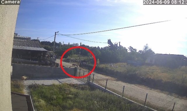 Bandırma’da başıboş köpek dehşeti