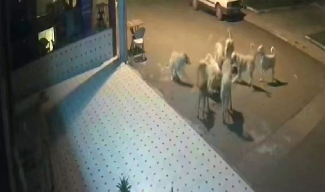 Başıboş 10 sokak köpeği anne kedi ve 2 yavrusunu parçaladı