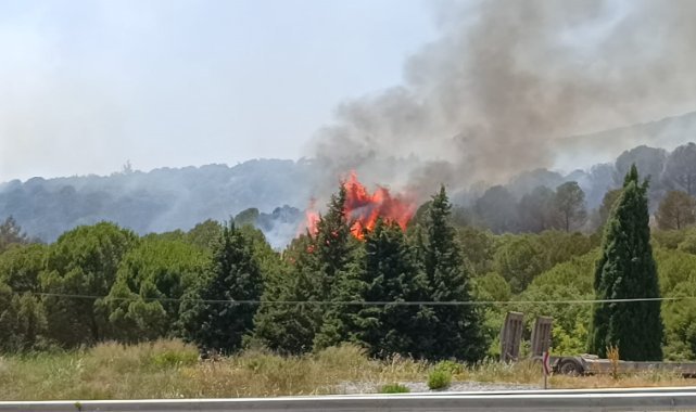 Bornova’da orman yangını