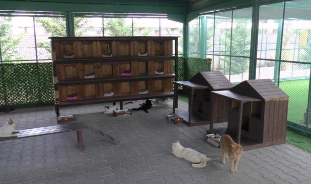 Bu kasabada kediler otel konforunda yaşıyor