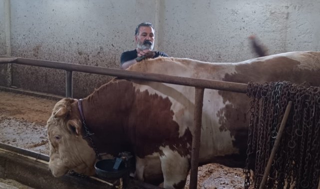 Bu kurbanlığın benzeri çok az, bin 850 kiloluk ‘Paşa’ yeni sahibini bekliyor