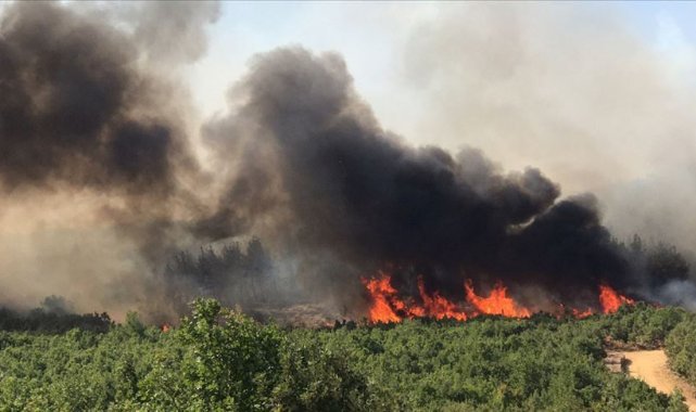 Edirne Keşan’da orman yangını