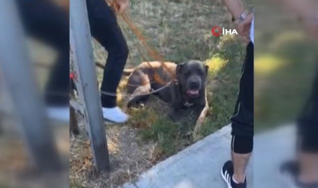 Gaziosmanpaşa’da başıboş pitbull köpeğin saldırdığı 2 kişi yaralandı