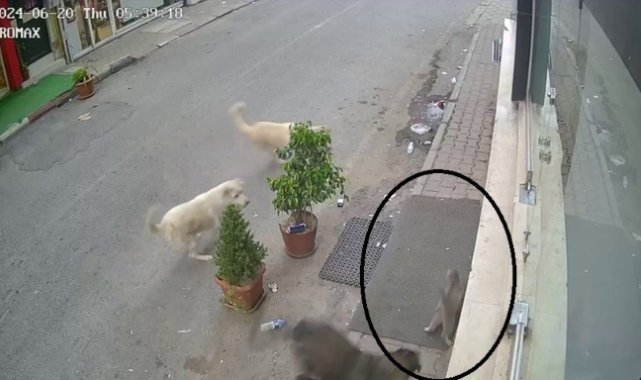 Kan donduran görüntü
