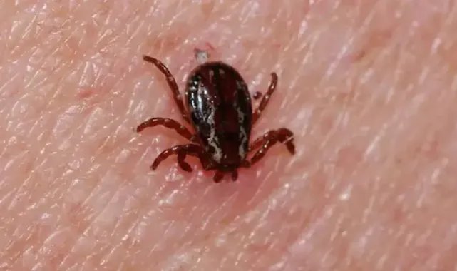 KKKA'dan 300 kişi tedavi görüyor