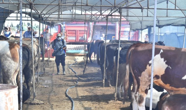 Kurban satış yerleri ilaçlanıyor