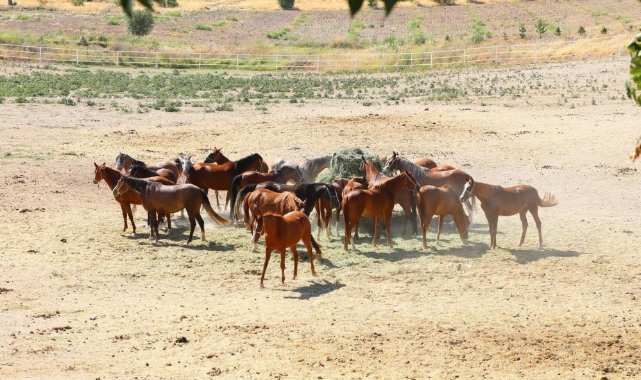 Milyonluk taylar görücüye çıkıyor