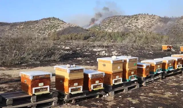 Pamukkale'de arıları uzaklaştırmak için tütsü yaktı, çıkan yangın ormana sıçradı