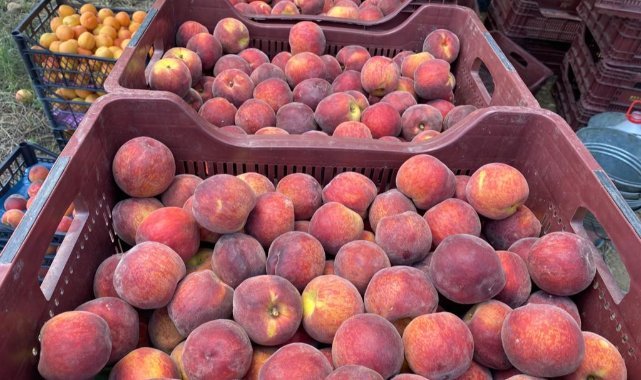 Şeftali ve nektarin ihracatı yüzde 33’lük artışla 125 milyon dolara yükseldi