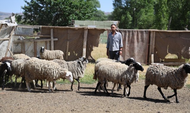 Sivas’ta sokak köpekleri dehşet saçtı