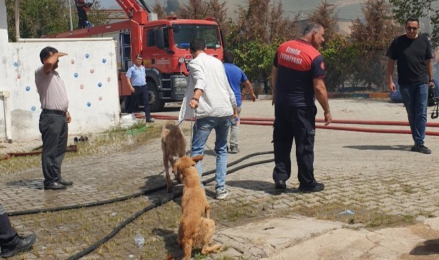 Yangından kurtarılan can dostların bakımı sürüyor