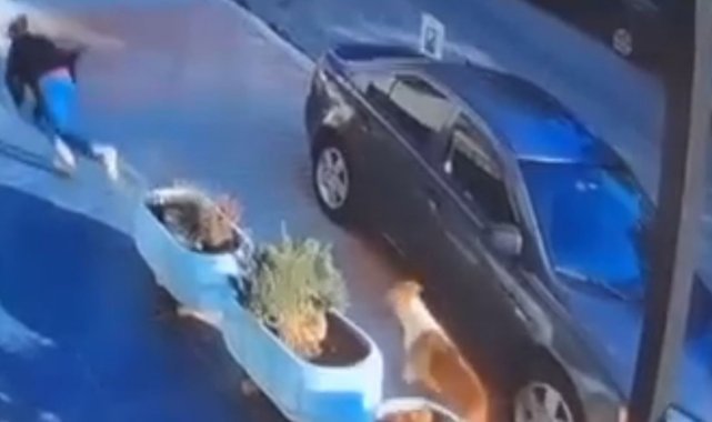 Beylikdüzü’nde köpekler kadına saldırdı