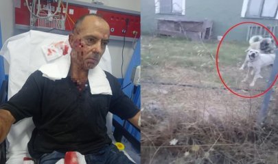 Bir köpek dehşeti de Bursa’dan