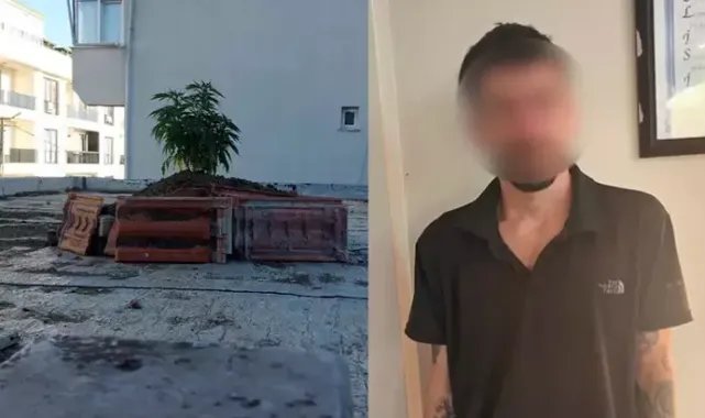 Büyükçekmece'de çatıda kenevir yetiştiren şüpheli yakalandı