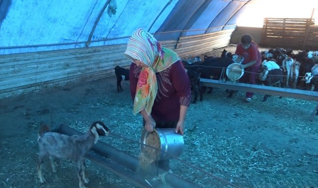 Depremzede kadın besici, devlet desteğiyle besiciliğe devam ediyor