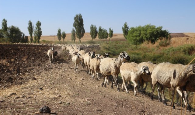 Diyarbakır'ın yaylalarında konargöçer aileler zorlu yaşamını idame ettiriyor