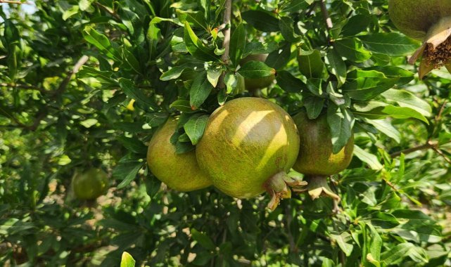 Ege Yaş Meyve Sebze İhracatçıları Birliği’nden çifte rekolte
