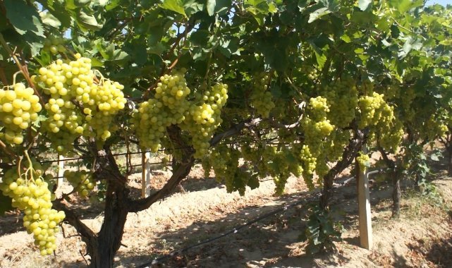 İklim değişikliği Superior Seedless Çeşidi Sofralık Üzümün ihracat yolculuğunu 15 gün öne çekti
