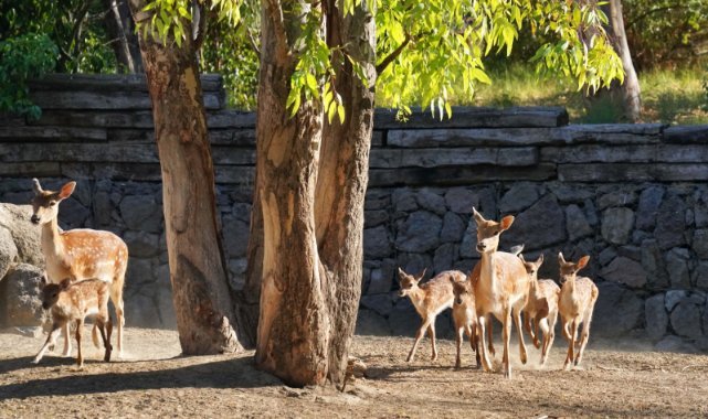 İzmir Doğal Yaşam Parkı’nın en yeni üyesi