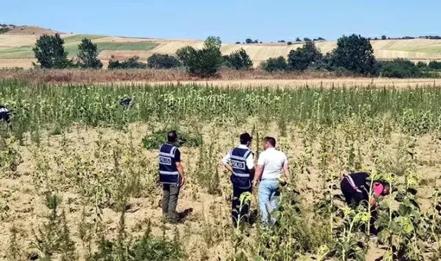 Kırklareli'de 2 milyon 161 bin kök Hint keneviri ele geçirildi