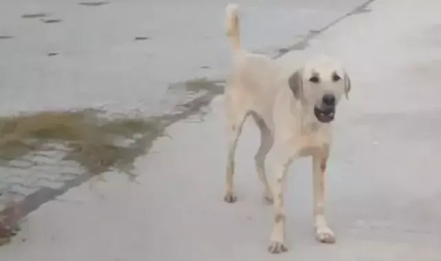 Spor yaparken başıboş köpeklerin saldırısında yaralandı
