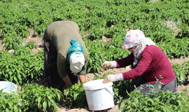 Üniversiteyi maddi imkanlar elvermediği için bıraktı, 60 kişiye ekmek kapısı oldu