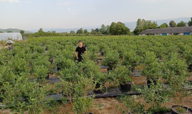 Yaşıtları bilgisayar başında o tarlada yaban mersini yetiştiriyor