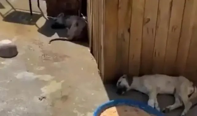 Ankara'da 5 köpek ölü bulundu; zehirlendikleri iddia edildi