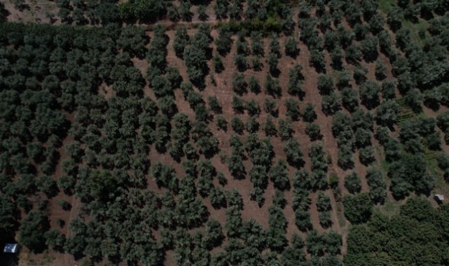 Bir damla su için boğazlarına kadar çamura giriyorlar