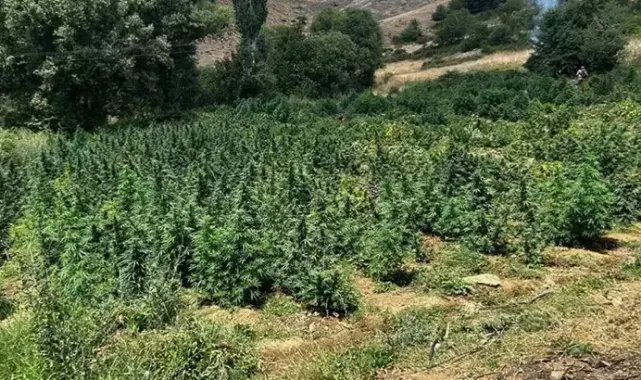 Diyarbakır'da 2 milyon 200 kök kenevir ile 269 bin kök skunk ele geçirildi