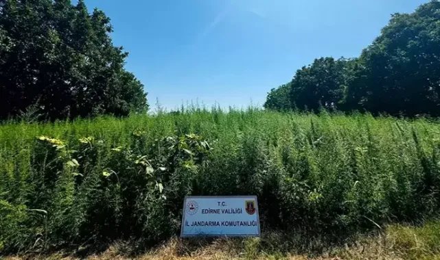 Edirne’de tarlada 120 bin kök Hint keneviri ele geçirildi