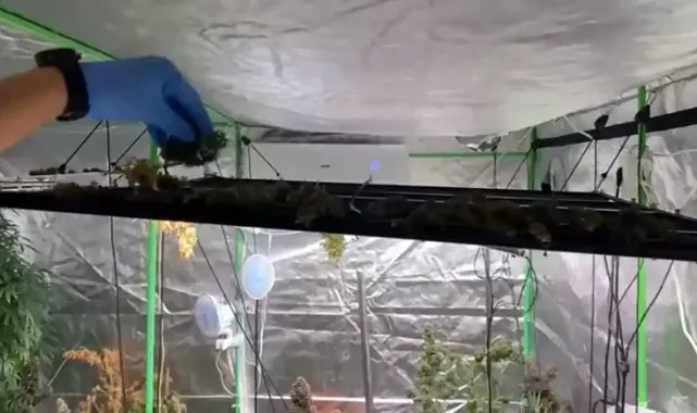 Evine sera kurup, kenevir yetiştiren şüpheli: Esrar piyasada çok pahalı, kendim için ektim