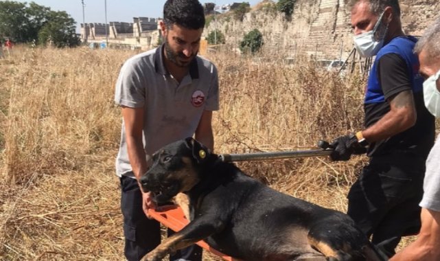 Fatih'te 1 kişinin öldüğü saldırı sonrası bölgedeki sokak köpekleri toplanıyor