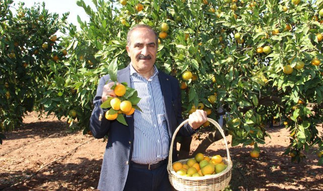 İhracatçı istedi, TARSİM mandalinanın sigorta bedelini artırdı
