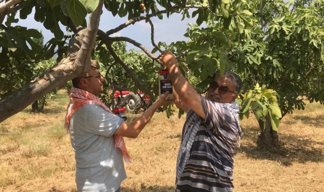 İncirde ekşilik böceği ile doğal mücadele
