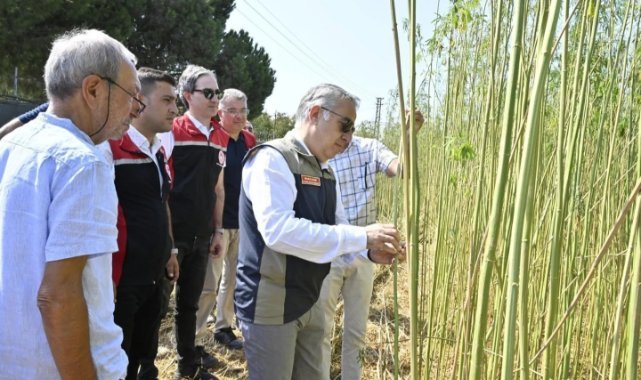 İzmir'de izinli ve kontrollü kenevir hasadı gerçekleştirildi