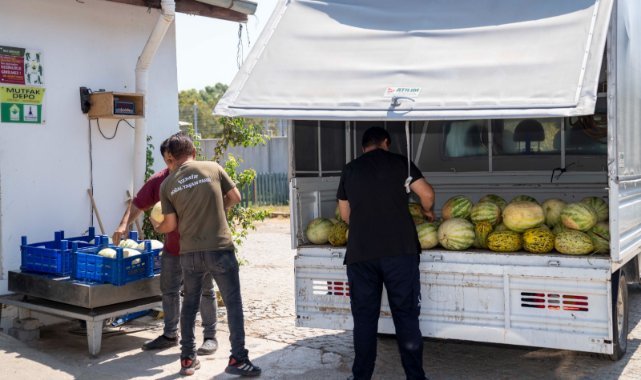 İzmirli çiftçi tarlada kalan karpuzunu hayvanlara bağışladı