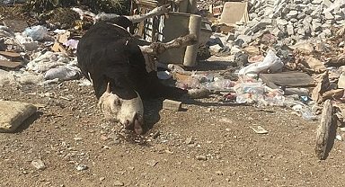 Kemalpaşa Belediyesi halk sağlığını tehdit ediyor