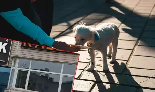 'Köpek besleme' tartışmasında komşu esnafı öldüren sanığa müebbet talebi