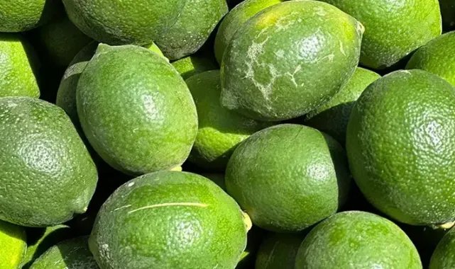 Limonda hasat başladı; bahçede kilosu 10 lira