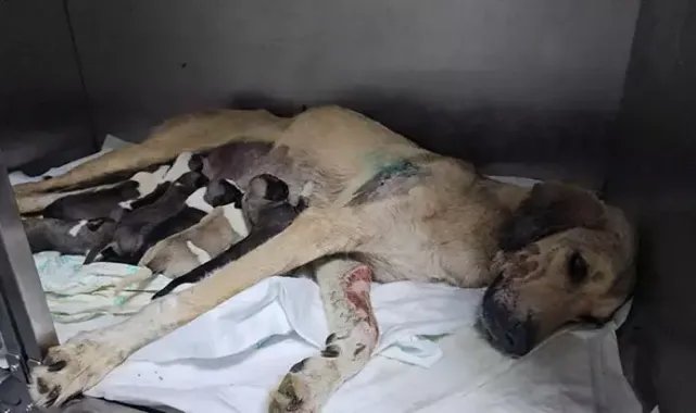 Otomobilin çarptığı hamile köpek doğum yaptı; 8 yavrusundan 1'i öldü