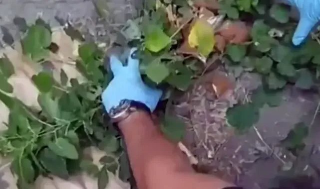 Polisi görünce uyuşturucuyu çalıların arasına atan torbacılar tutuklandı