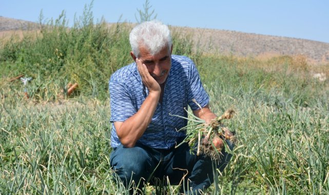 Soğan tarlada yandı