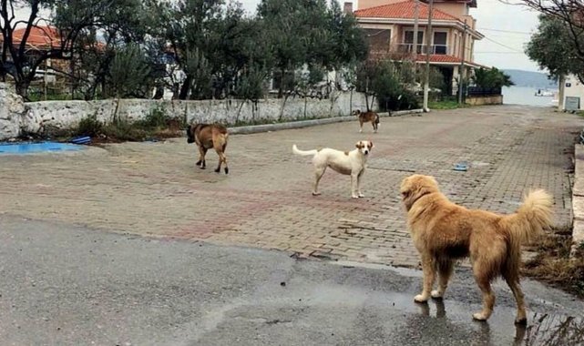 Ağrı'da başıboş köpek tedirginliği