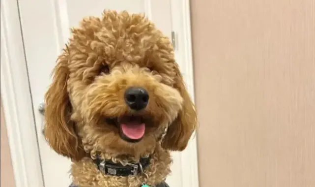 Ataşehir'de tasmasız kangal köpeğin saldırdığı köpek öldü; sahibi kalp krizi geçirdi