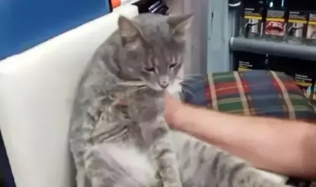 'Bal' yiyen kedi fenalaştı